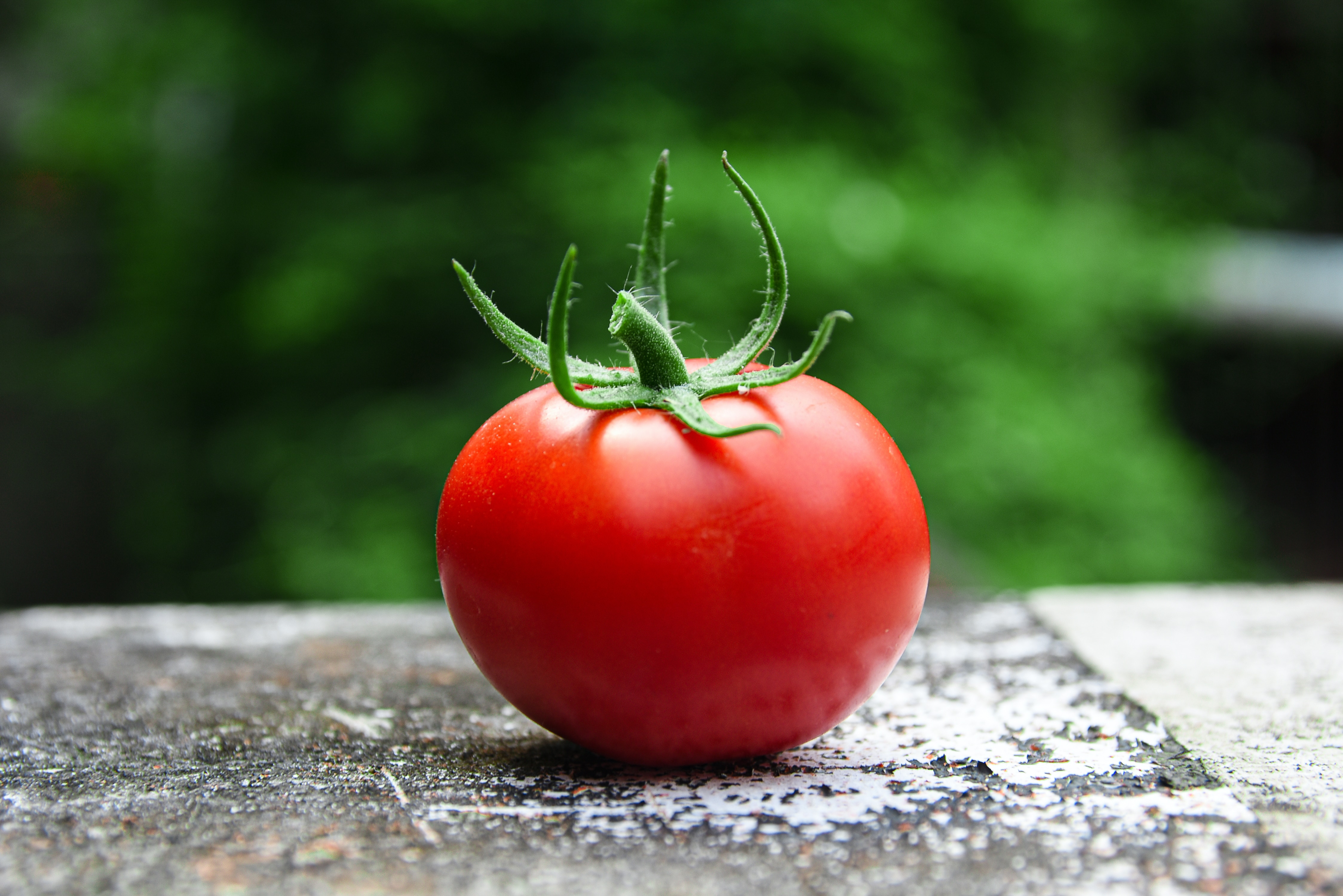 Как посадить помидоры на рассаду