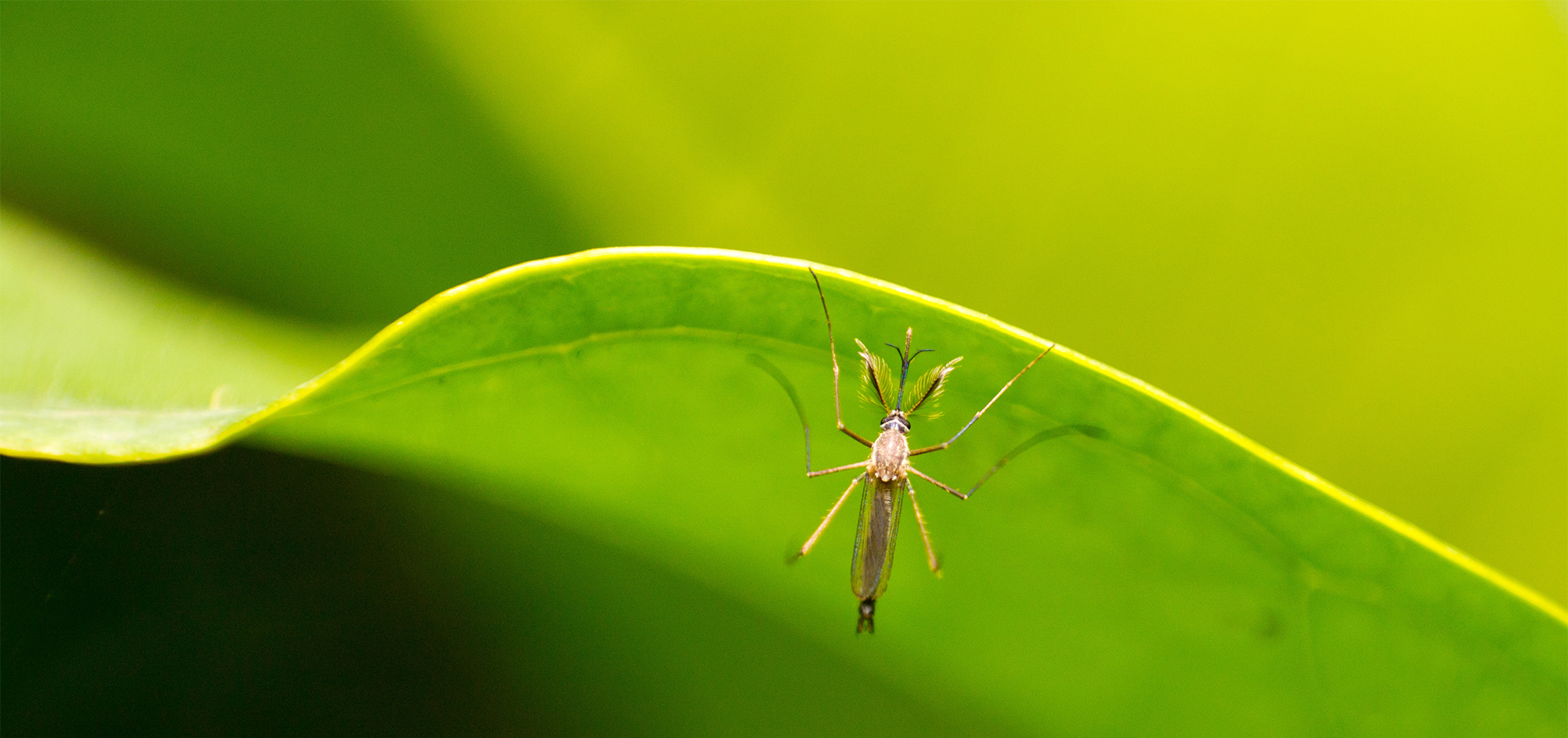 Как избавиться от комаров на все лето